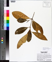 Osmanthus americanus image