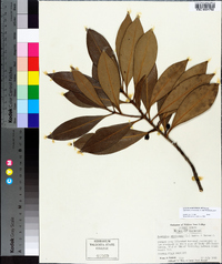 Osmanthus americanus image