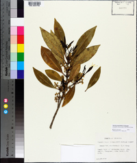 Osmanthus americanus image