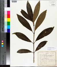 Osmanthus americanus image