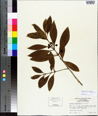 Osmanthus americanus image