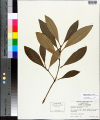 Osmanthus americanus image