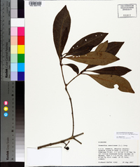 Osmanthus americanus image