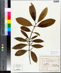 Osmanthus americanus image