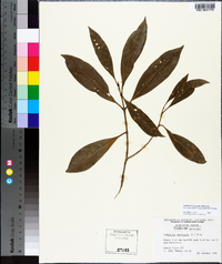 Osmanthus americanus image