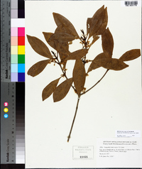 Osmanthus americanus image