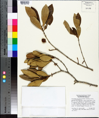 Osmanthus americanus image