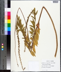 Oenothera curtiflora image