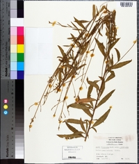 Oenothera filiformis image