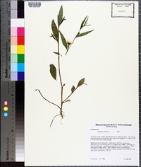 Ludwigia decurrens image