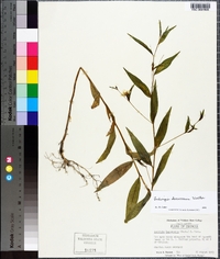 Ludwigia decurrens image