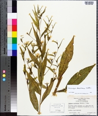 Ludwigia decurrens image