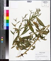 Ludwigia decurrens image