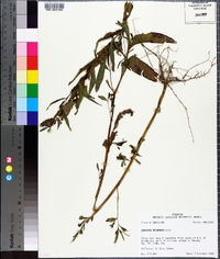 Ludwigia decurrens image