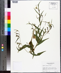 Ludwigia decurrens image