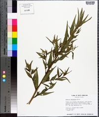 Ludwigia decurrens image