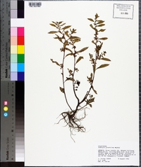 Ludwigia glandulosa image