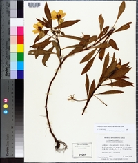 Ludwigia grandiflora image