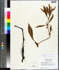 Ludwigia grandiflora image