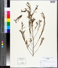 Ludwigia linearis image