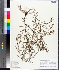 Ludwigia linearis image