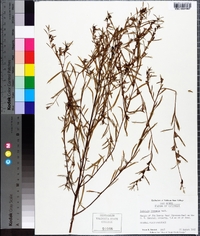 Ludwigia linearis image