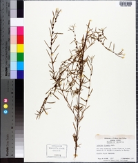 Ludwigia linearis image