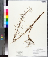 Ludwigia linearis image