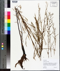 Ludwigia linearis image