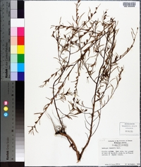 Ludwigia linearis image