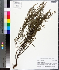 Ludwigia linearis image