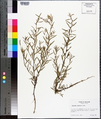 Ludwigia linearis image
