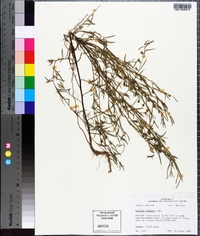 Ludwigia linearis image