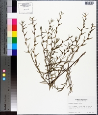 Ludwigia linearis image