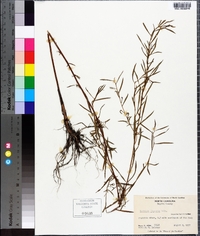 Ludwigia linearis image