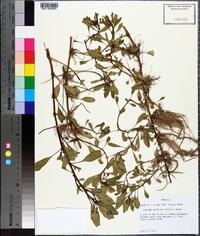 Ludwigia peploides image