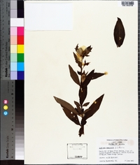 Ludwigia peruviana image