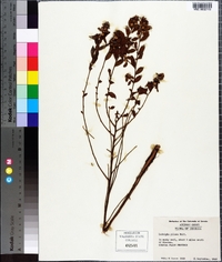 Ludwigia pilosa image