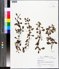 Ludwigia repens image