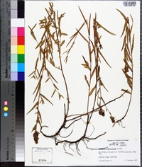 Ludwigia suffruticosa image