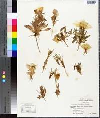 Oenothera albicaulis image