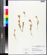 Oenothera humifusa image