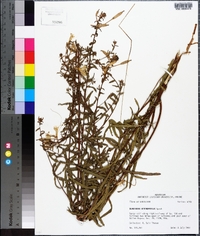 Oenothera heterophylla image