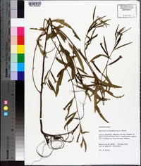 Ludwigia octovalvis image