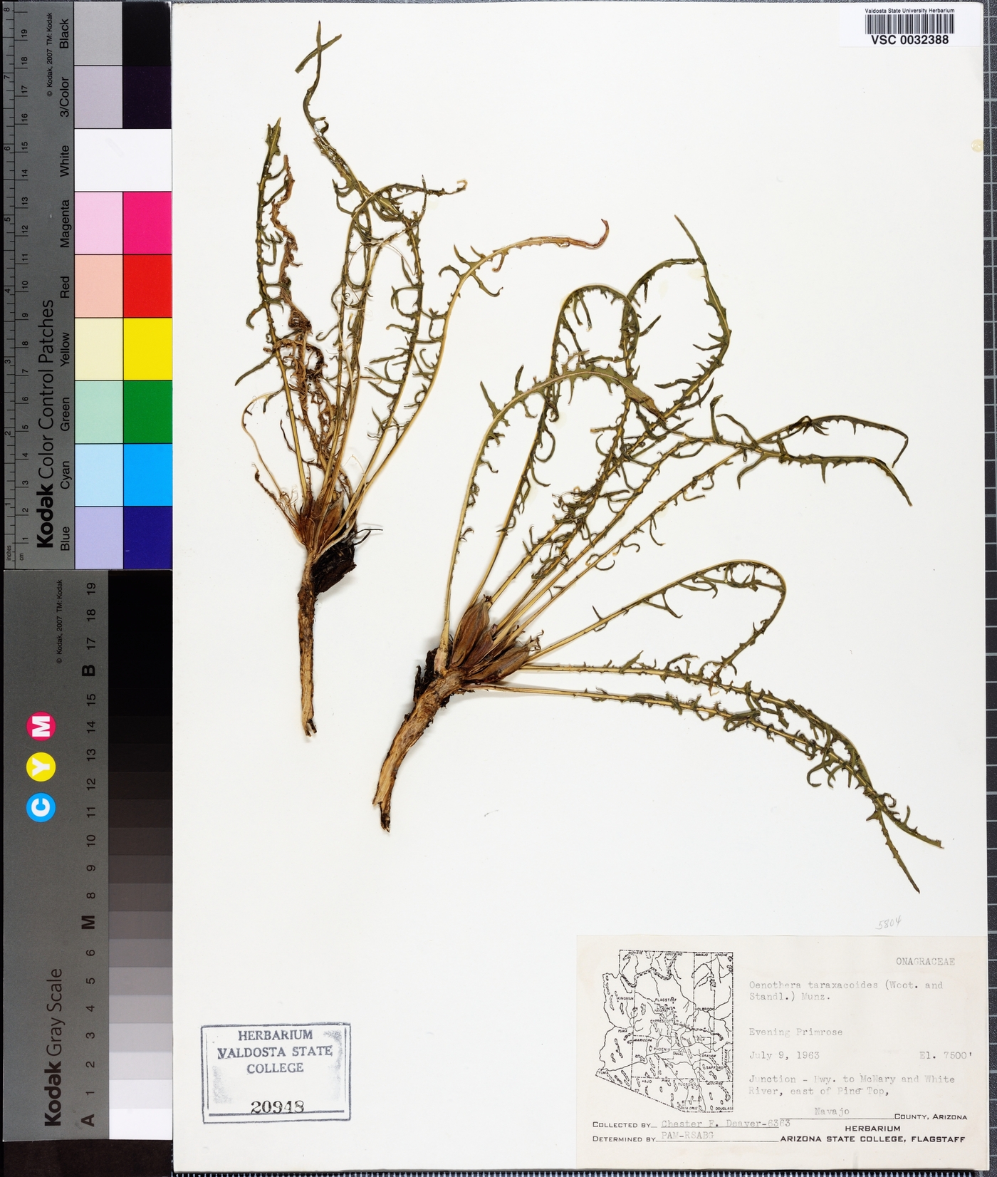 Oenothera flava subsp. taraxacoides image