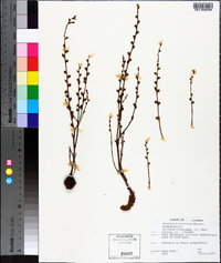 Epifagus virginiana image