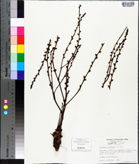 Epifagus virginiana image