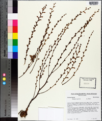 Epifagus virginiana image