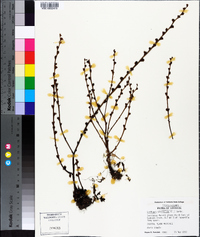 Epifagus virginiana image