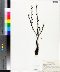 Epifagus virginiana image